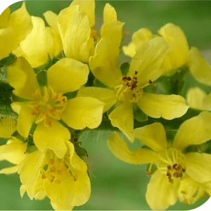 Bahola Agrimony Bach Flower Remedy