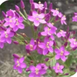 Bahola Centaury Bach Flower Remedy