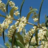 Olive Bach Flower Remedy