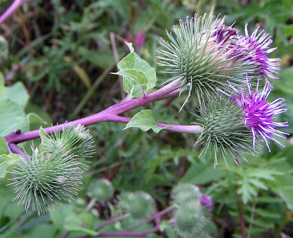 ARCTIUM LAPPA 2 Arctium lappa , Burdock