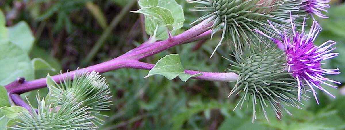 Arctium lappa , Burdock