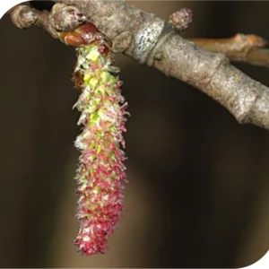 Bach Flower Remedies 2 Aspen