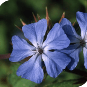 Cerato Bach Flower Remedy