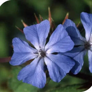 Bach Flower Remedies 5 Cerato Bach Flower Remedy