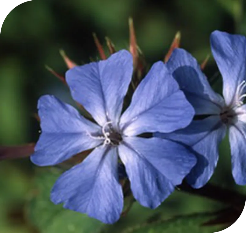 Cerato Bach Flower Remedy 1 Cerato Bach Flower Remedy