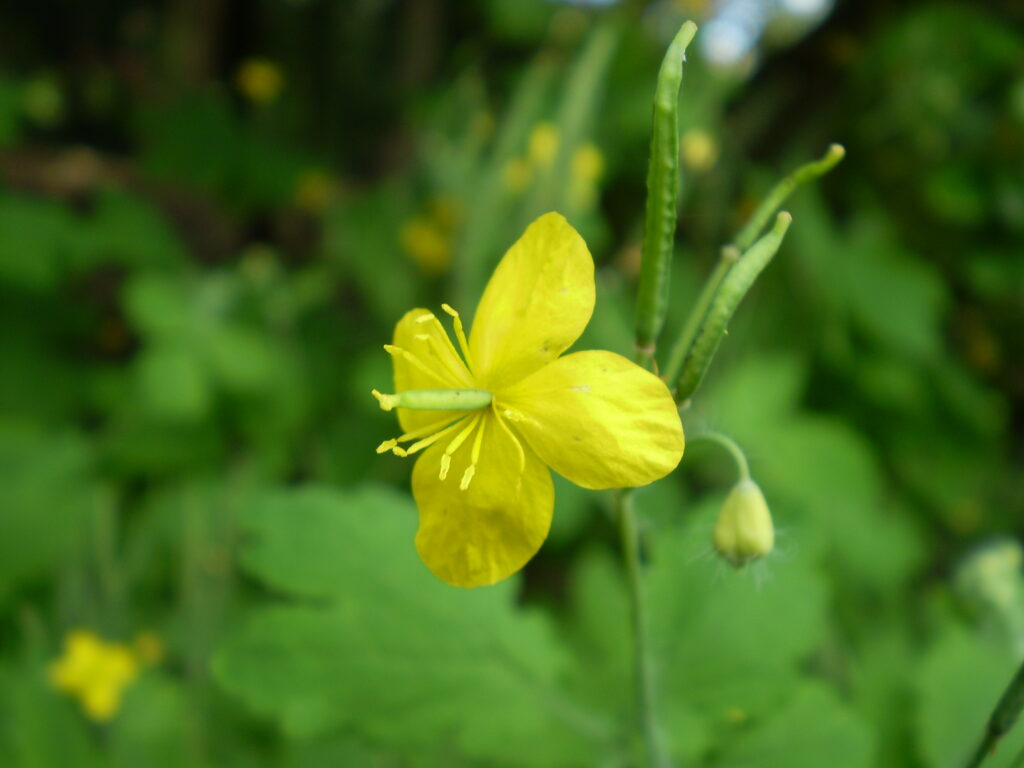 🌿 Materia Medica of Chelidonium majus 4 Chelidonium