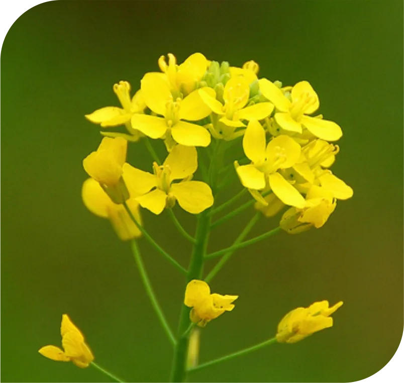 Mustard Bach Flower Remedy - Image 2