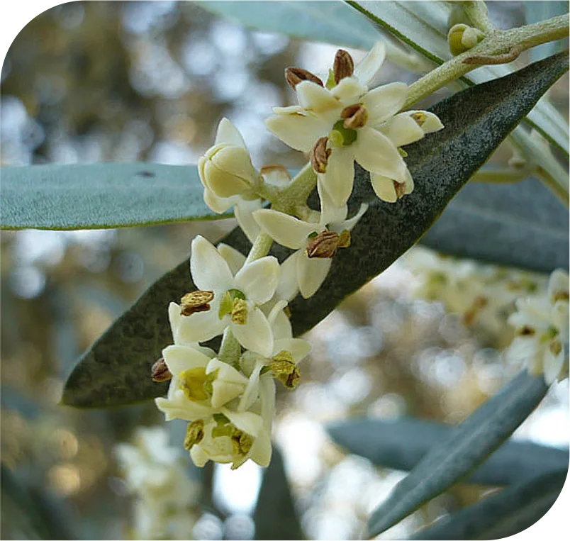 Olive Bach Flower Remedy 2 Olive Bach Flower Remedy - Image 2