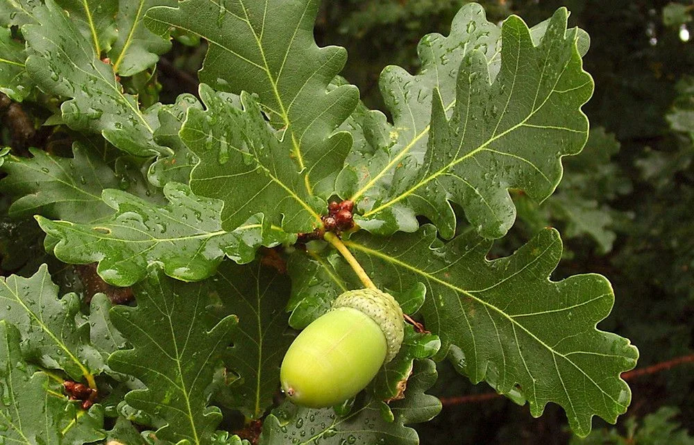 Oak Bach Flower Remedy - Image 2