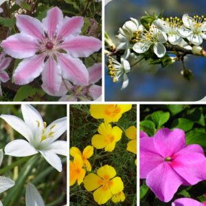 Rescue Remedy Bach Flower Remedy