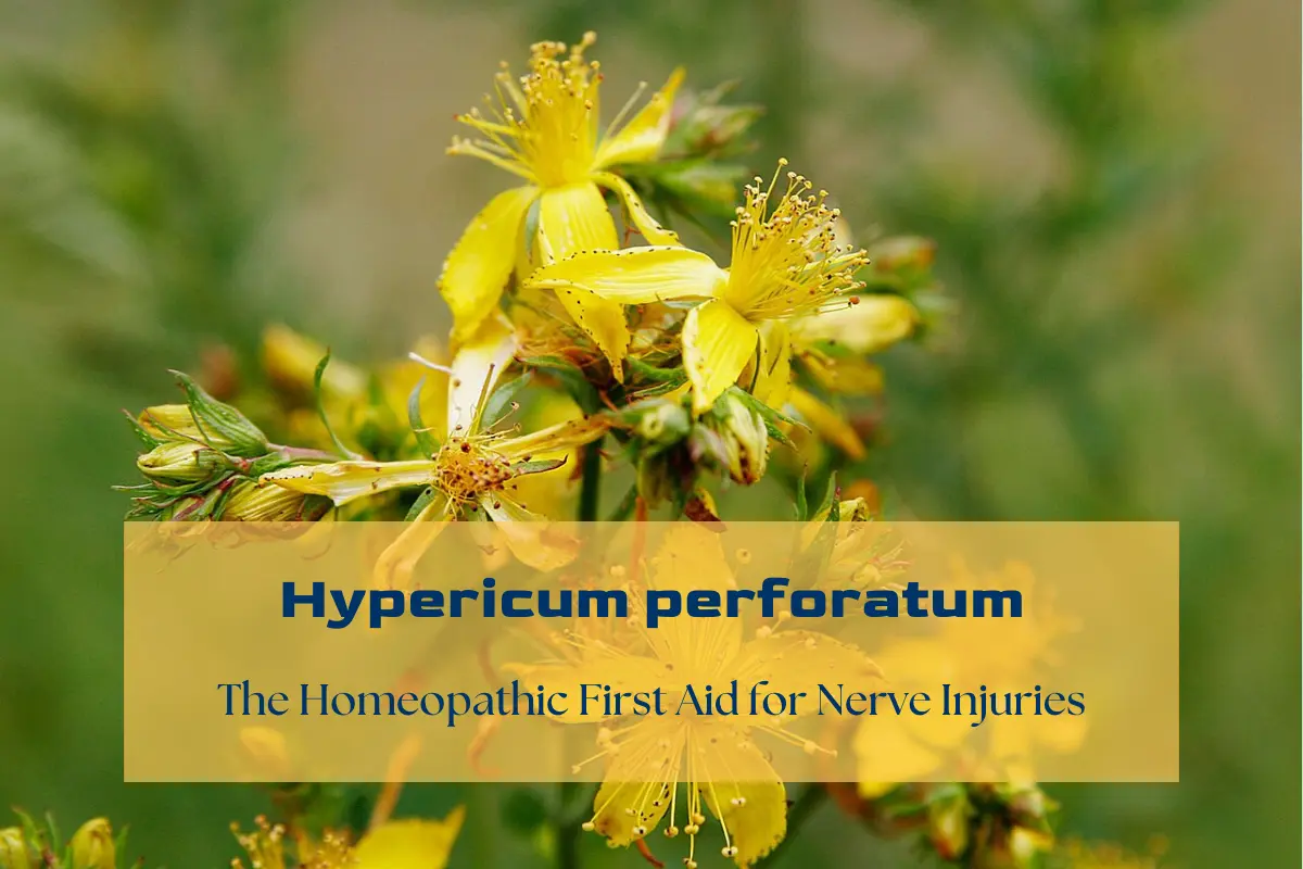 Hypericum ferforatum