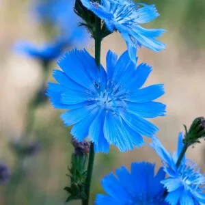 Bach Flower Remedies 8 blue flowers, chicory, chicory blossoms, nature, garden, flowers, flower background, beautiful flowers, plants, cichorium intybus, common chicory, chicory, flower wallpaper, chicory, chicory, chicory, chicory, cichorium intybus, cichorium intybus