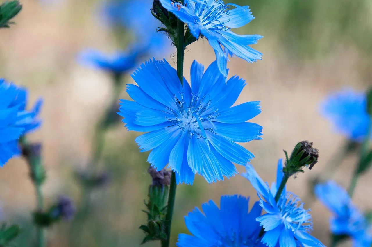 Chicory Bach Flower Remedy 1 blue flowers, chicory, chicory blossoms, nature, garden, flowers, flower background, beautiful flowers, plants, cichorium intybus, common chicory, chicory, flower wallpaper, chicory, chicory, chicory, chicory, cichorium intybus, cichorium intybus