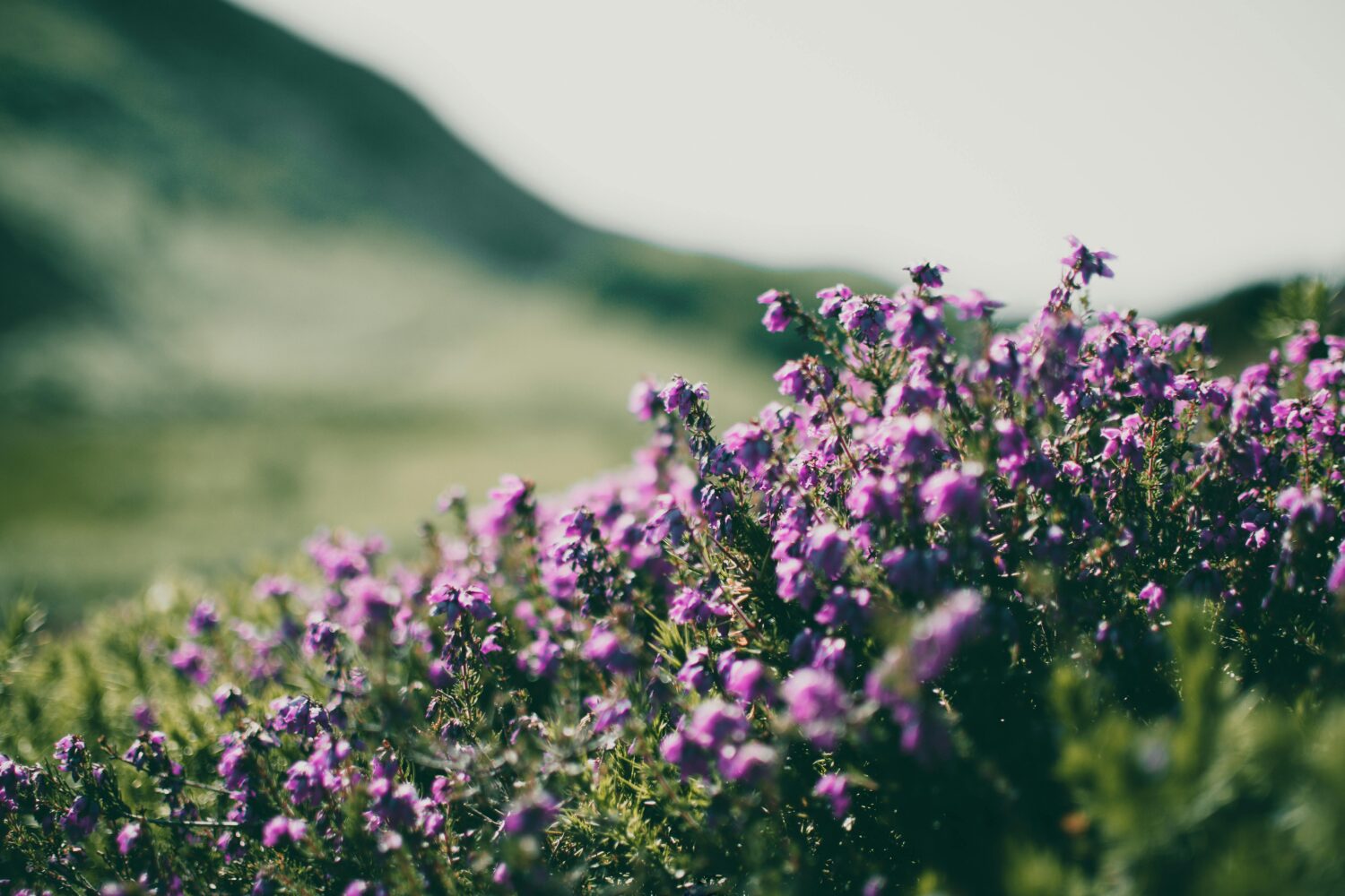 Close-up of purple heather flowers in a scenic, rural setting against soft hills.