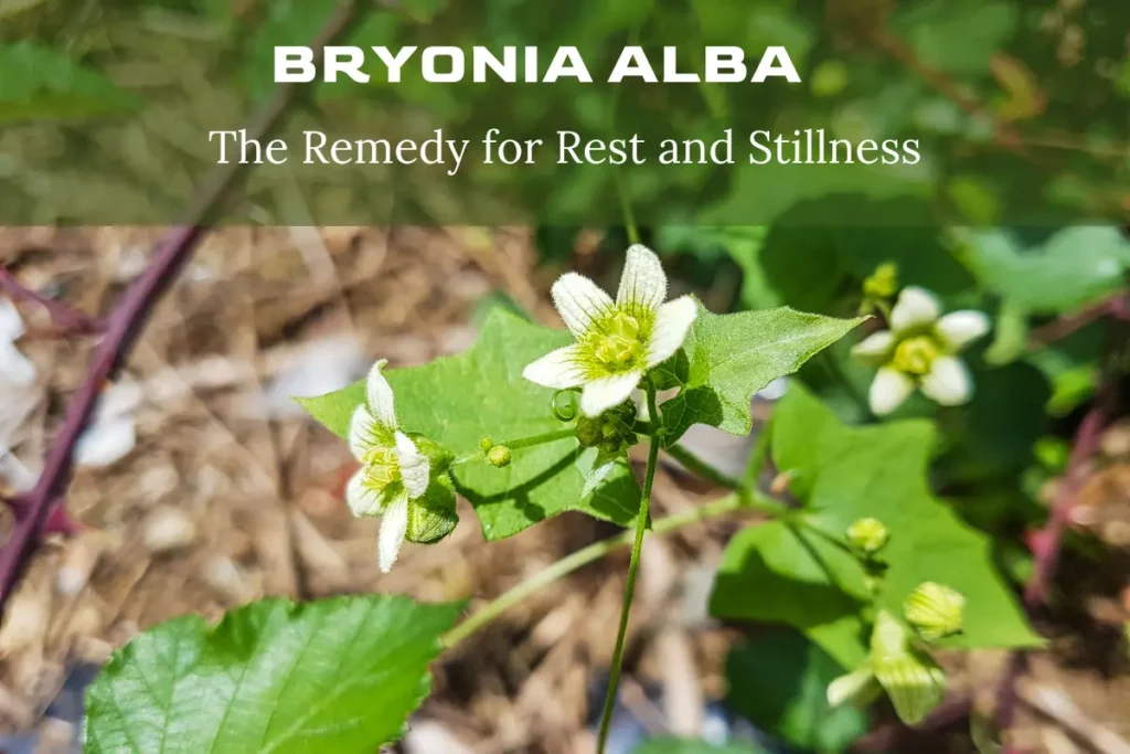 Bryonia Alba: The Homeopathic Powerhouse for Pain and Dryness 7 Bryonia