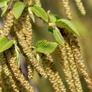 hornbeam,