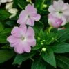 Impatiens Bach Flower Remedy 2 impatiens