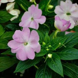 impatiens