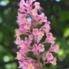 red chestnut,