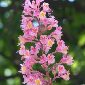 red chestnut,