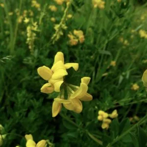 Bach Flower Remedies 20 mimulus