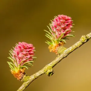 Bach Flower Remedies 19 larch