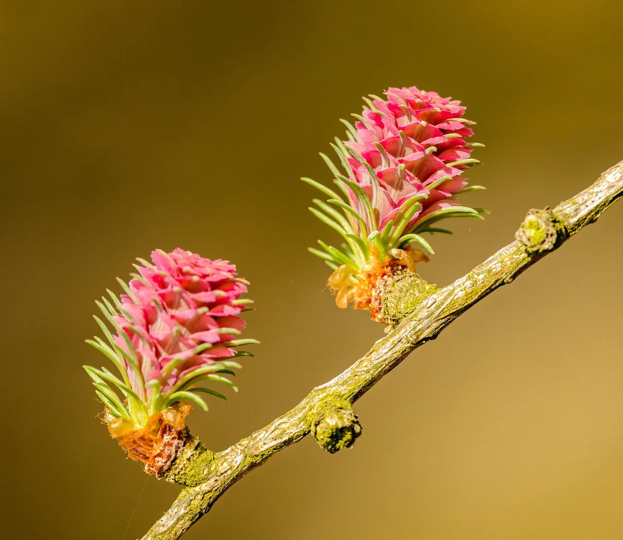 larch