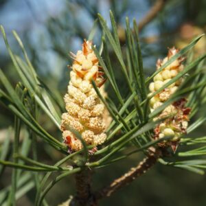 pine