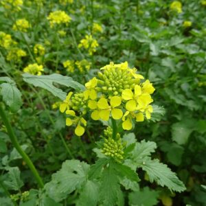 mustard