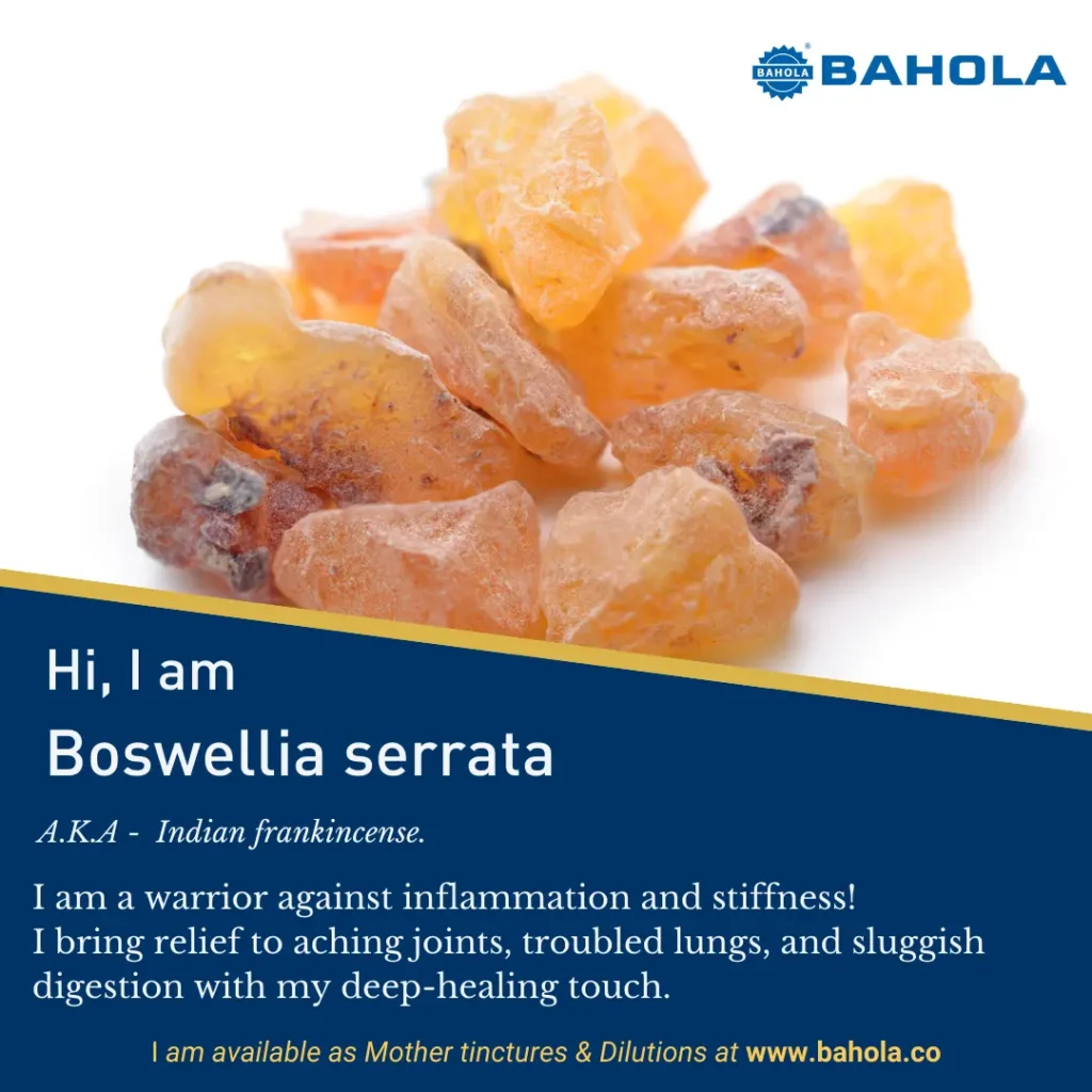 Boswellia Serrata – Materia Medica 3