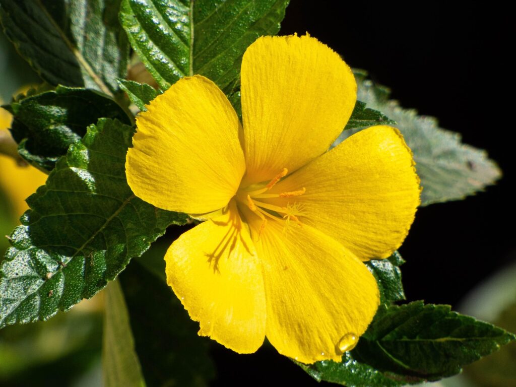 DAMIANA - REMEDY PROFILE 3 damiana, yellow flower, petals, yellow petals, bloom, blossom, flora, nature, flowering plant, spring, spring flower, close up, plant, flower, wildflower, damiana, damiana, damiana, damiana, damiana