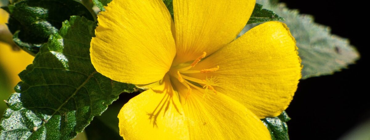 damiana, yellow flower, petals, yellow petals, bloom, blossom, flora, nature, flowering plant, spring, spring flower, close up, plant, flower, wildflower, damiana, damiana, damiana, damiana, damiana