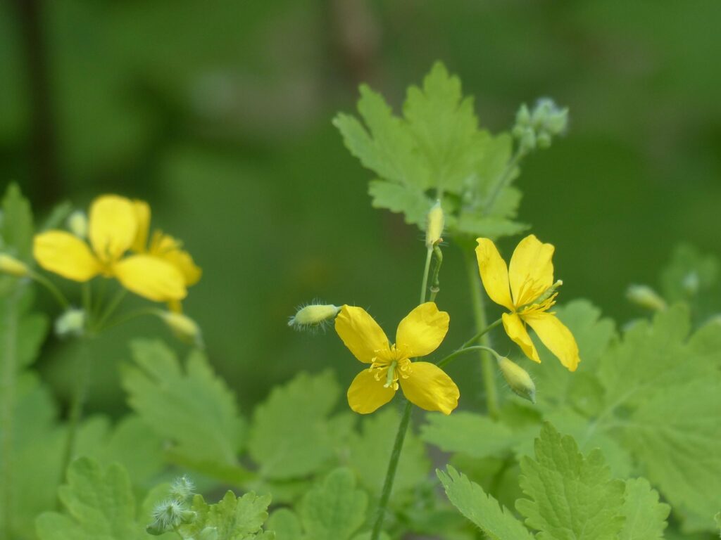 CHELIDONIUM MAJUS - Homeopathic Highlights 6 greater celandine, blossom, bloom, yellow, capsule fruits, plant, flower, chelidonium majus, beautiful flowers, chelidonium, flower wallpaper, nature, poppy plant, papaveraceae, scientific classification, buttercup like, flower background, ranunculales, papaveroideae