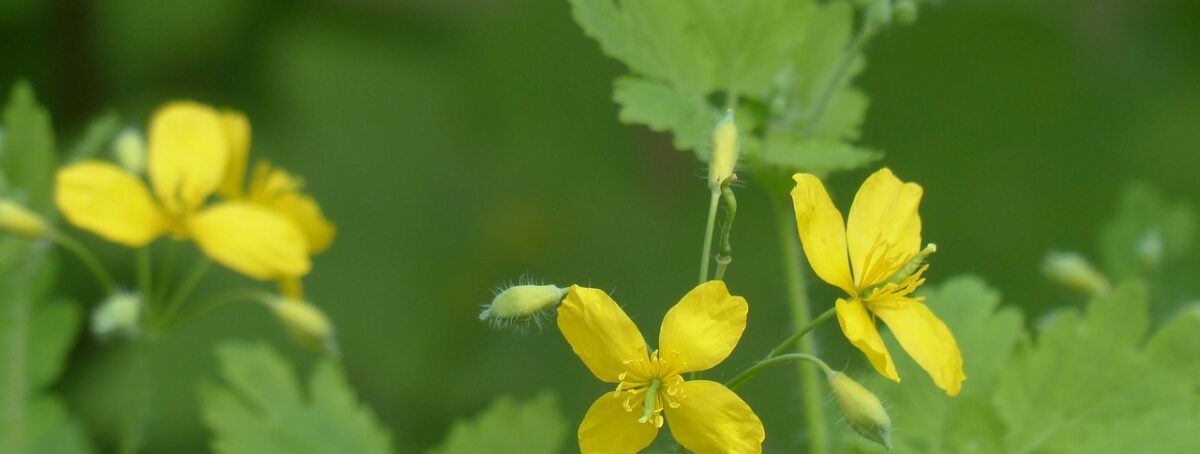 greater celandine, blossom, bloom, yellow, capsule fruits, plant, flower, chelidonium majus, beautiful flowers, chelidonium, flower wallpaper, nature, poppy plant, papaveraceae, scientific classification, buttercup like, flower background, ranunculales, papaveroideae