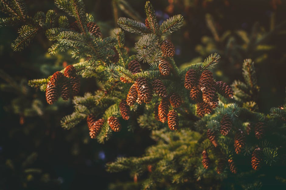 Abies Canadensis - Remedy Profile 4 Close-up of evergreen tree branch with pine cones, capturing the lush greenery and natural textures.