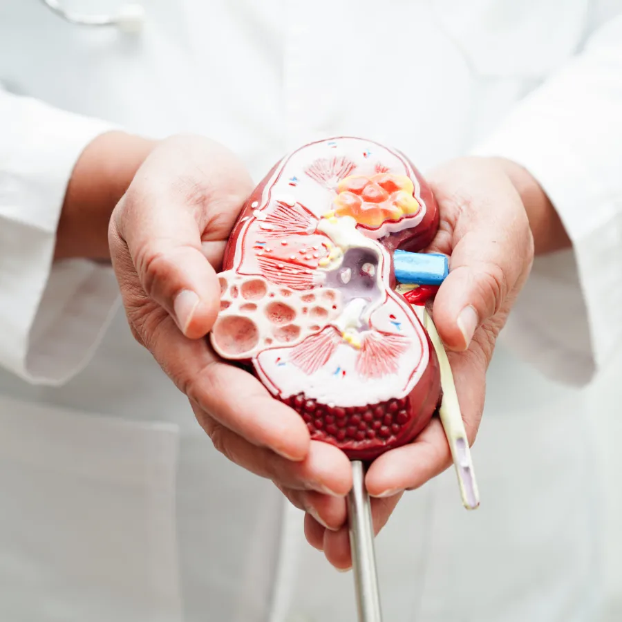 CREATININE CONTROL - synergy of nature and science 7 Creatinine