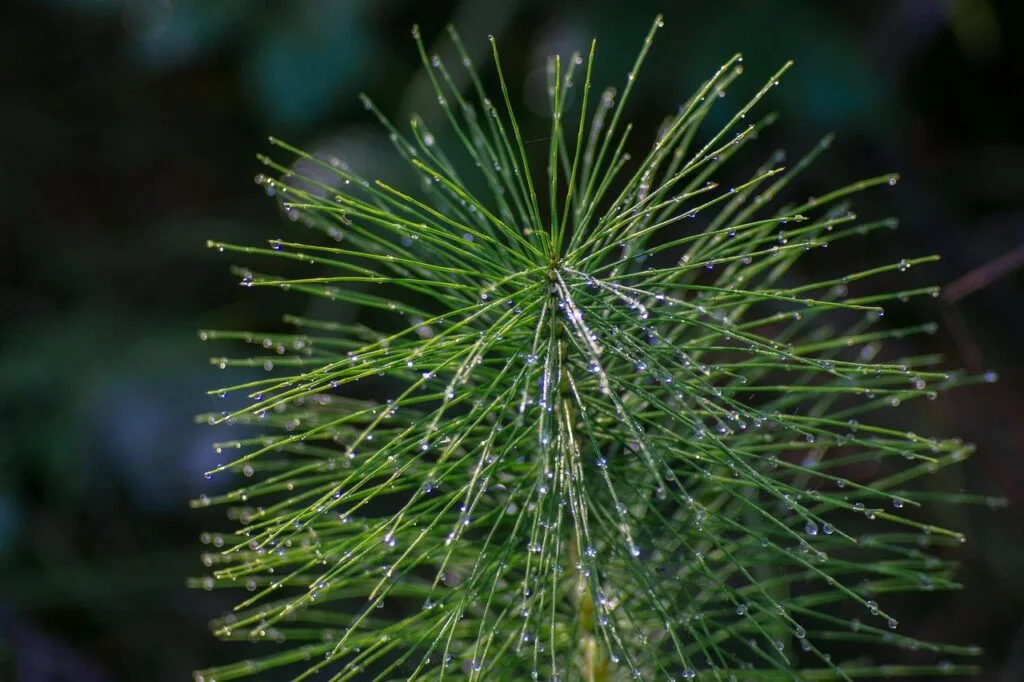 Equisetum hyemale (Scouring Rush / Horsetail) 8 field horsetail, green, drops, dew, summer, plant, equisetum arvense, weed, medicinal plant, botany, nature, field horsetail, field horsetail, field horsetail, equisetum arvense, equisetum arvense, equisetum arvense, equisetum arvense, equisetum arvense