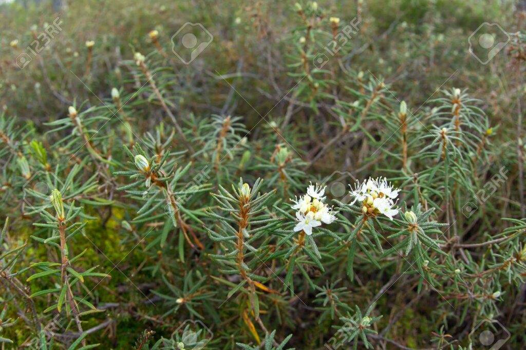 Ledum palustre - Remedy OF the Day 5 ledum-palustre