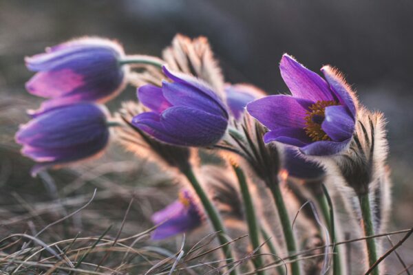 Genius of Pulsatilla 2 A serene close-up of vibrant purple pasque flowers glowing in natural spring light.