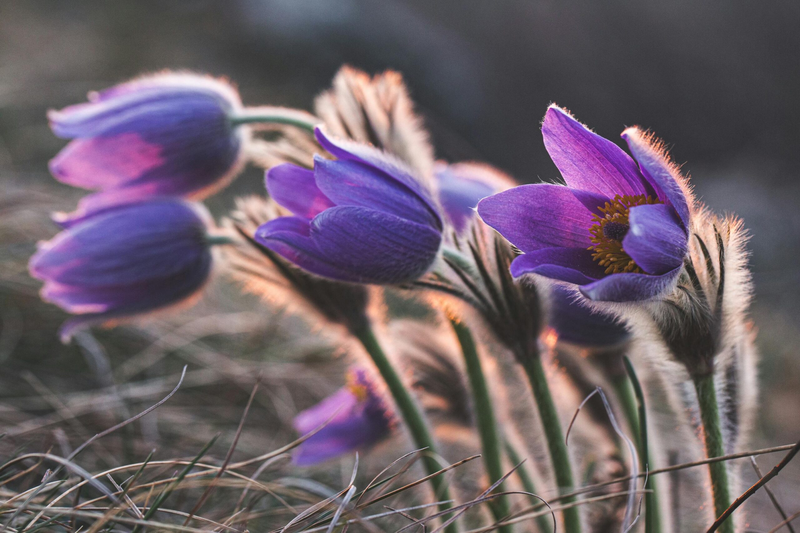 A serene close-up of vibrant purple pasque flowers glowing in natural spring light.