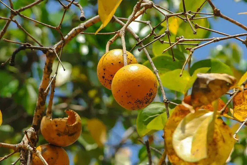 I LOVE HOMEOPATHY 2 Ignatia